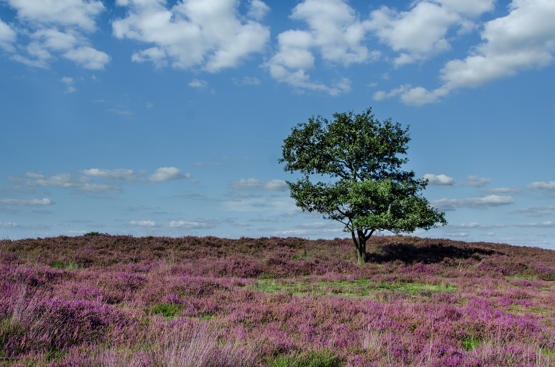 Klimaatstresstest Gemeente Bladel - Klimaatadaptatie Provincie Noord ...